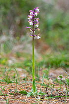 Green-winged orchid (Anacamptis morio syriaca). Western Cyprus. March.