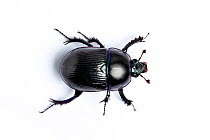 Common dor beetle (Geotrupes stercorarius) on white background. Whitelye, Monmouthshire, Wales, UK. March.