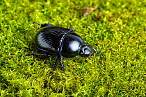 Common dor beetle (Geotrupes stercorarius) on moss. Whitelye, Monmouthshire, Wales, UK. March.