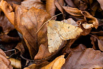 Scalloped hazel moth (Odontopera bidentata), Wye Valley, Monmouthshire, Wales, UK. May.