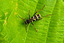 Wasp beetle (Clytus arietis) on leaf. Wye Valley, Monmouthshire, Wales, UK. May.