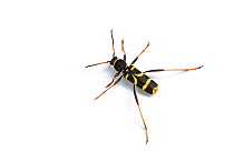 Wasp beetle (Clytus arietis) on white background. Wye Valley, Monmouthshire, Wales, UK. May.