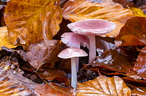 Pink bonnet fungus (Mycena rosea). Bargain Wood, Wye Valley, Monmouthshire, Wales, UK. November,