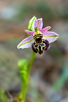 Orchid (Ophrys argolica elegans). Cyprus. March.
