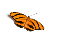 Banded orange heliconian (Dryadula phaetusa) butterfly, wings open, on white background. Native to Tropical America, including Florida. Captive.