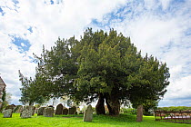 Yew (Taxus sp), ancient tree aged over 800 years. In churchyard, St. Andrew&#39;s Church, Awre, Gloucestershire, England, UK. May 2018.