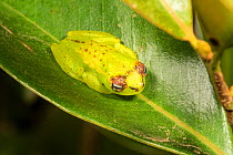 Bright-eyed frog (Boophis bottae) on leaf. Ranomafana, Madagascar.