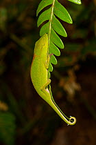 Stomach-striped chameleon (Calumma gastrotaenia) sleeping, camouflaged on leaf tip. Ranomafana National Park, Madagascar.