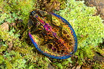 Jewel beetle (Polybothris sp) amongst moss, ventral view / underside. Vohiparara, Madagascar. Sequence 2/2.