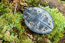 Jewel beetle (Polybothris sp) amongst moss, dorsal view / top. Vohiparara, Madagascar. Sequence 1/2.