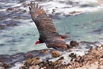 Turkey vulture (Cathartes aura) flying .Punta San Juan Reserve, (Reserva Nacional de Islas, Islotes y Puntas Guaneras) Peru.