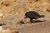 Turkey vulture (Cathartes aura) feeding on dead humboldt penguin. Punta San Juan Reserve, (Reserva Nacional de Islas, Islotes y Puntas Guaneras) Peru.