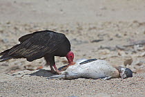 Turkey vulture (Cathartes aura) feeding on dead juvenile humboldt penguin. Punta San Juan Reserve, (Reserva Nacional de Islas, Islotes y Puntas Guaneras) Peru.