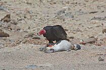 Turkey vulture (Cathartes aura) feeding on dead juvenile Humboldt penguin. Punta San Juan Reserve, (Reserva Nacional de Islas, Islotes y Puntas Guaneras) Peru.