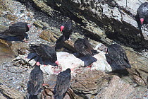 Turkey vultures (Cathartes aura) feeding on dead sealion. Punta San Juan Reserve, (Reserva Nacional de Islas, Islotes y Puntas Guaneras) Peru.