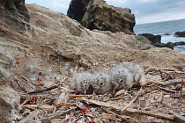 Peruvian band-tailed gull, (Larus belcheri) chicks. Punta San Juan, (Reserva Nacional de Islas, Islotes y Puntas Guaneras) Peru.