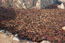 South American sealion (Otaria byronia) breeding colony. Punta San Juan Reserve, (Reserva Nacional de Islas, Islotes y Puntas Guaneras) Peru.