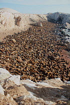 South American Sealion, (Otaria byronia) breeding colony. Punta San Juan Reserve, (Reserva Nacional de Islas, Islotes y Puntas Guaneras) Peru.