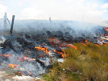 Paramo fire, set to promote new shoots for cattle grazing. Canar, Andes, Ecuador.
