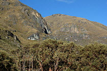 Paramo close to remote community of La Granja, with Polylepis (paper bark) trees. Andes, Ecuador.