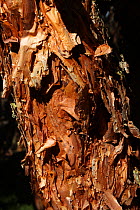 Polylepis or paper tree, (Polylepis sp.), layered bark, paramo, Azuay, Andes, Southern Ecuador.