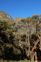 Polylepis or paper tree, (Polylepis sp.) showing layered bark, paramo, Azuay, Andes, Southern Ecuador.