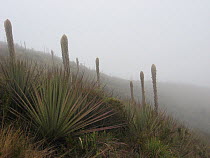 Paramo landscape with mist and Puya sp. coming into flower, Paramo, Canar, Andes, Ecuador.