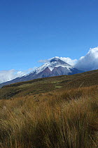 Paramo and Cotopaxi volcano following recent eruption, with ash on the glaciers. Cotopaxi National Park. Andes, Ecuador.