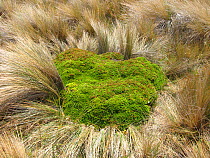 Cushion plant sheltering in tussock grass, paramo, Canar, Andes, Ecuador.