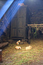 Guinea pigs, (Cavia porcellus) eaten on special occasions, in house at remote community of La Granja, Azuay, Andes, Southern Ecuador.