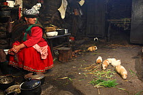 Woman with guinea pigs (Cavia porcellus) which are eaten on special occasions, in house in remote paramo community of La Granja, Azuay, Andes, Southern Ecuador.
