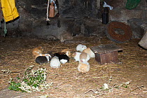 Guinea pigs (Cavia porcellus), which are eaten on special occasions, in house at remote community of La Granja, , Azuay, Andes, Southern Ecuador.