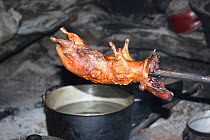 Guinea pig (cuy) (Cavia porcellus) cooking in house at remote paramo community of La Granja, Azuay, Andes, Southern Ecuador.