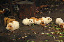 Guinea pigs, (Cavia porcellus), which are eaten on special occasions, in house at remote community of La Granja, Azuay, Andes, Southern Ecuador.