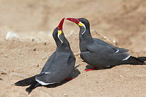 Pair of Inca terns, (Larosterna inca). Punta San Juan Reserve, (Reserva Nacional de Islas, Islotes y Puntas Guaneras) Peru.