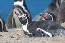 Humboldt penguin, (Spheniscus humboldti) on nest. Punta San Juan, (Reserva Nacional de Islas, Islotes y Puntas Guaneras) Peru.