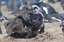 Humboldt penguin, (Spheniscus humboldti) feeding chicks. Punta San Juan, (Reserva Nacional de Islas, Islotes y Puntas Guaneras) Peru.