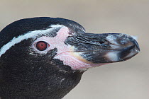 Humboldt penguin, (Spheniscus humboldti). Punta San Juan, (Reserva Nacional de Islas, Islotes y Puntas Guaneras) Peru.