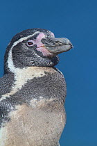 Humboldt penguin, (Spheniscus humboldti) portrait, prior to bathing/fishing. Punta San Juan, (Reserva Nacional de Islas, Islotes y Puntas Guaneras) Peru.