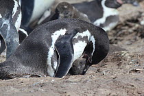Humboldt penguin, (Spheniscus humboldti) feeding small chick. Punta San Juan, (Reserva Nacional de Islas, Islotes y Puntas Guaneras) Peru.