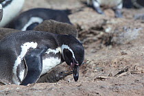Humboldt penguin, (Spheniscus humboldti) small chick begging for food. Punta San Juan. Reserva Nacional de Islas, Islotes y Puntas Guaneras) Peru.