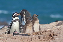 Humboldt penguin, (Spheniscus humboldti) with chicks watching gull flying overhead. Punta San Juan (Reserva Nacional de Islas, Islotes y Puntas Guaneras) Peru.