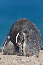 Humboldt penguin, (Spheniscus humboldti) preening. Punta San Juan, (Reserva Nacional de Islas, Islotes y Puntas Guaneras) Peru.