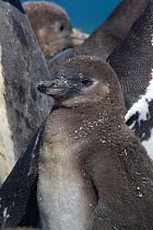 Humboldt penguin, (Spheniscus humboldti) chick at colony. Punta San Juan, (Reserva Nacional de Islas, Islotes y Puntas Guaneras) Peru.