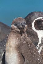 Humboldt penguin, (Spheniscus humboldti) chick. Punta San Juan, (Reserva Nacional de Islas, Islotes y Puntas Guaneras) Peru.