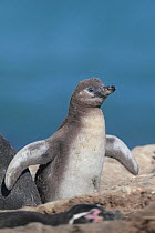 Humboldt penguin, (Spheniscus humboldti) chick. Punta San Juan, (Reserva Nacional de Islas, Islotes y Puntas Guaneras) Peru.