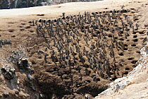 Humboldt penguins, (Spheniscus humboldti), nesting colony, with some artificial nests for research and conservation. Punta San Juan, (Reserva Nacional de Islas, Islotes y Puntas Guaneras) Peru.