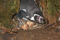 Humboldt penguin, (Spheniscus humboldti) on nest with eggs hatching. Punta San Juan, (Reserva Nacional de Islas, Islotes y Puntas Guaneras) Peru.