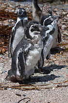 Humboldt penguins, (Spheniscus humboldti) moulting. Punta San Juan, (Reserva Nacional de Islas, Islotes y Puntas Guaneras) Peru.
