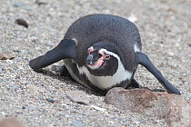 Humboldt Penguin, (Spheniscus humboldti), resting on beach. Punta San Juan, (Reserva Nacional de Islas, Islotes y Puntas Guaneras) Peru.
